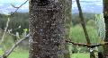 Xper_Sorbus_aria_lenticelles_jeune_tronc_br.c.JPG