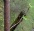 Xper_Sorbus_aria_lenticelles_sur_jeune_tronc_br.c.JPG
