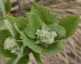 Xper_Sorbus_aria_prefloraison_fr.d.jpg