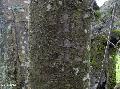 Xper_Sorbus_aria_tronc_arbre_adulte_br.c.JPG
