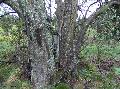 Xper_Sorbus_aria_vieux_tronc_br.c.jpg