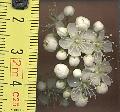 Xper_Sorbus_aucuparia_dimensions_fleurs_br.c.jpg