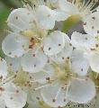 Xper_Sorbus_aucuparia_fleur_chr.d_br.c.JPG