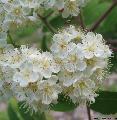 Xper_Sorbus_aucuparia_fleurs_chr.d_br.c.JPG