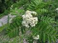 Xper_Sorbus_aucuparia_floraison_chr.d_br.c.JPG