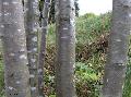 Xper_Sorbus_aucuparia_jeunes_troncs_br.c.jpg