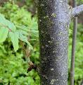 Xper_Sorbus_aucuparia_lenticelles_jeune_tronc_br.c.JPG