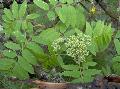 Xper_Sorbus_aucuparia_prefloraison_br.c.JPG