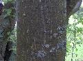 Xper_Sorbus_aucuparia_tronc_arbre_adulte_br.c.jpg
