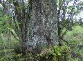 Xper_Sorbus_aucuparia_vieux_tronc_br.c.jpg
