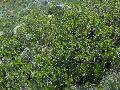 Xper_Sorbus_chamae_buissonbas.JPG