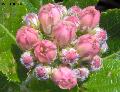 Xper_Sorbus_chamae_corymbefleurs1.JPG