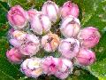Xper_Sorbus_chamae_corymbefleurs2.JPG