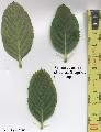 Xper_Sorbus_chamae_feuilles.jpg