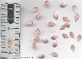 Xper_Sorbus_chamae_petales_3_a_3,5_mm_large_et_5_a_7_mm_long.jpg
