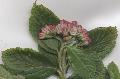 Xper_Sorbus_chamae_rameau_fleuri.jpg