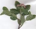 Xper_Sorbus_chamae_rameau_fleuri2.jpg