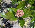 Xper_Sorbus_chamae_rameaufleuri1.JPG