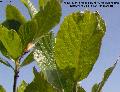 Xper_Sorbus_chamae_reseaunervures.JPG