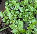 Xper_Sorbus_hybrida_1an_br.c.jpg