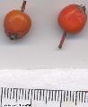 Xper_Sorbus_hybrida_Mgne_Lure_br.c_seb.png
