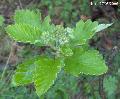 Xper_Sorbus_intermedia_br.c.JPG