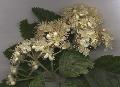 Xper_Sorbus_intermedia_corymbe_br.c.jpg