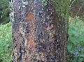 Xper_Sorbus_intermedia_tronc_br.c.jpg