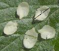 Xper_Sorbus_largeur_longueur_petales_br.c.jpg