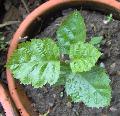 Xper_Sorbus_latifolia_1an_br.c.jpg