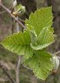 Xper_Sorbus_latifolia_debourrement_fr.d.jpg