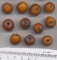Xper_Sorbus_latifolia_fruits_br.c_fr.d.jpg