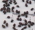 Xper_Sorbus_latifolia_graines_br.c_fr.d.jpg