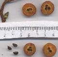 Xper_Sorbus_latifolia_loges_br.c_fr.d.jpg