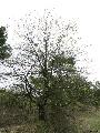 Xper_Sorbus_latifolia_port_fr.d.jpg