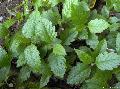 Xper_Sorbus_semiincisa_sensu_Duvigneaud_1an_br.c.jpg