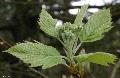 Xper_Sorbus_semiincisa_sensu_Duvigneaud_fr.d.jpg