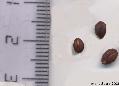 Xper_Sorbus_semiincisa_sensu_Duvigneaud_graines_br.c.png