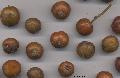 Xper_Sorbus_torminalis_fruits_br.c.jpg