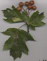 Xper_Sorbus_torminalis_rameau+fruits_br.c.jpg